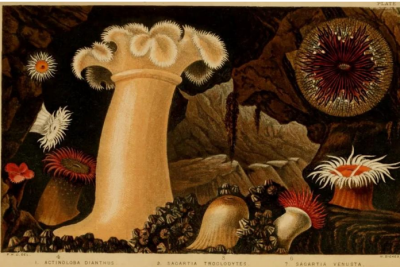 En illustration af planter fra dybhavet