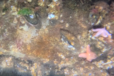 Hvad gemmer der sig under overfladen?