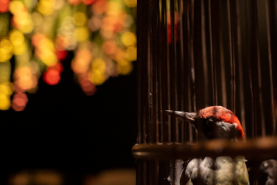 fugl og fuglebur i drømmende look - teatret gruppe 38_fotograf Andreas Iversen