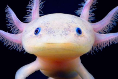 Axolotl