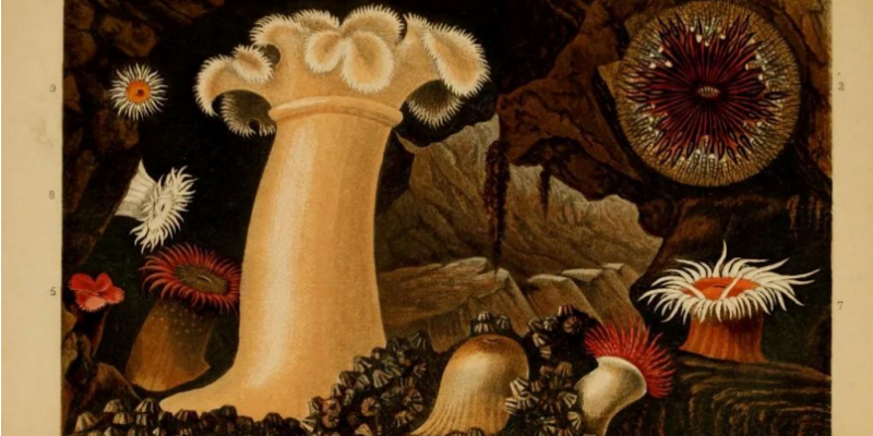 En illustration af planter fra dybhavet