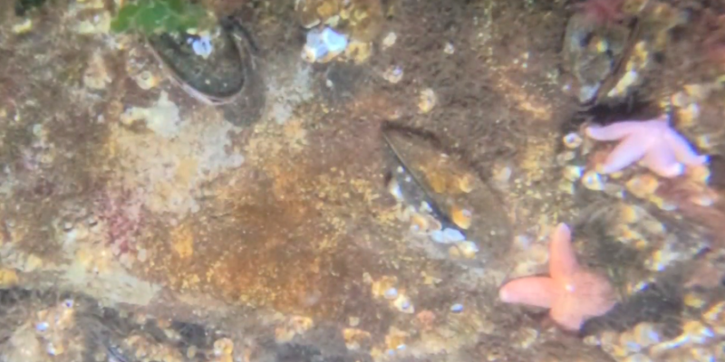 Hvad gemmer der sig under overfladen?