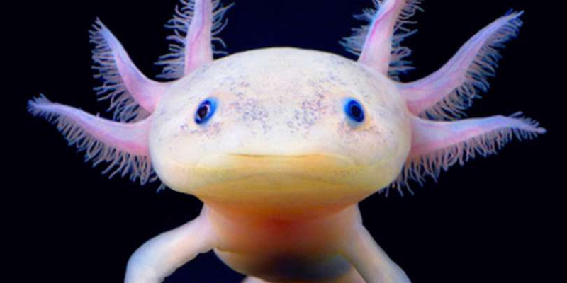 Axolotl