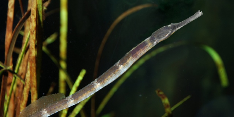 Tangnål og Ålegræs