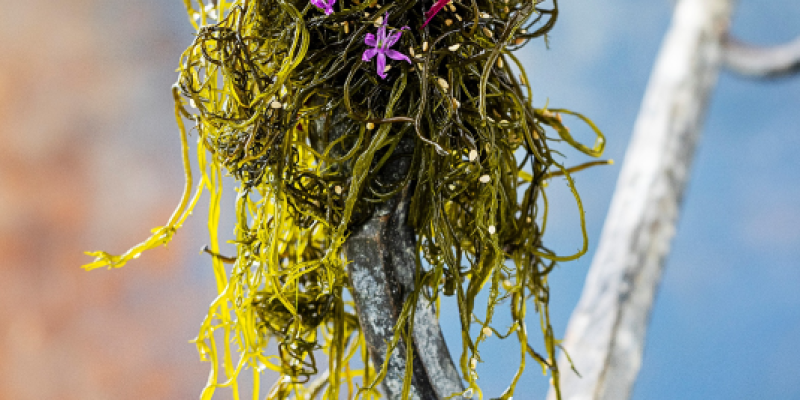 Tangplante